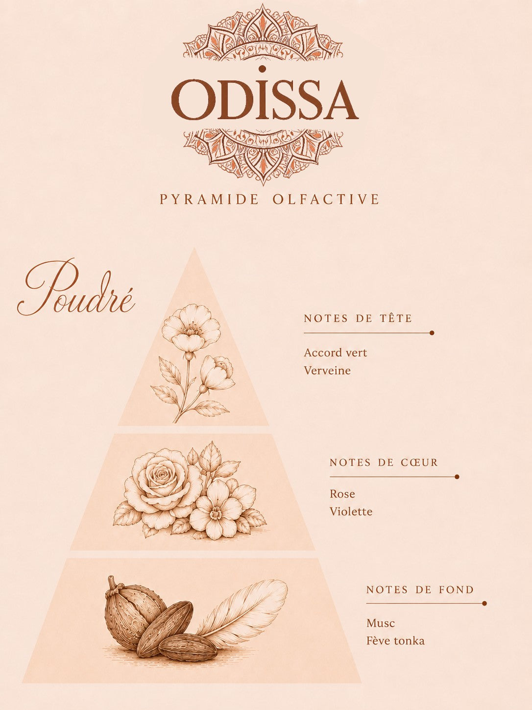 Poudre aspirateur parfumée Odissa senteur poudré 100g – pyramide olfactive 