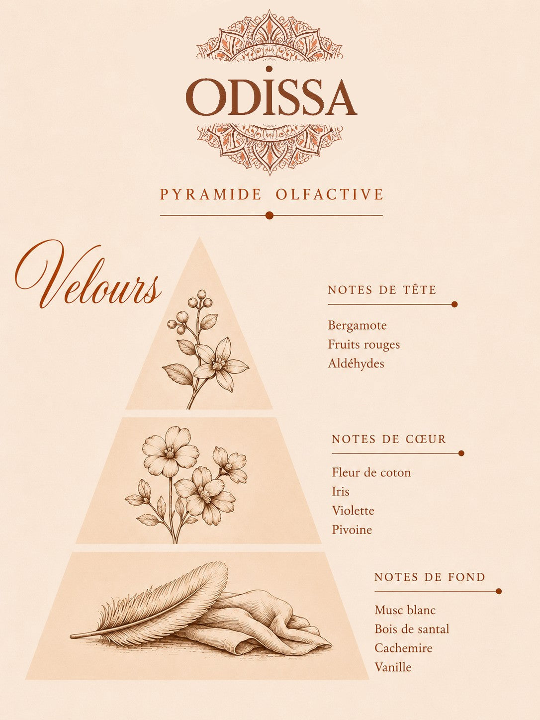 Poudre aspirateur parfumée Odissa senteur Velours 100g – pyramide olfactive